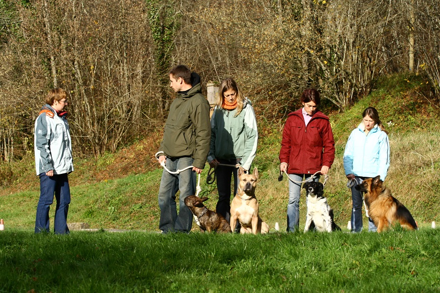 travail en groupe en éducation canine de plusieurs personnes chacune avec son chien , séance de dressage