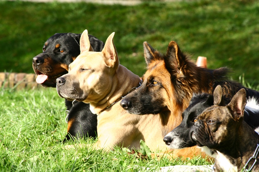 cinq chiens sont couchés bien alignés et regardant dans la même direction lors d'un exercice d'obéissance (dressage)