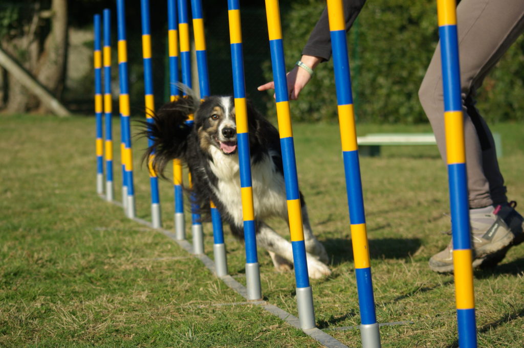 un border collie saute de droite à gauche entre les piquets du slalom lors d'una animation en agility dog