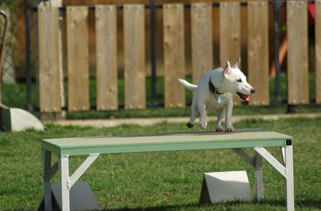 Un chien Jack Russel 
 saute sur la table d'agility dog 