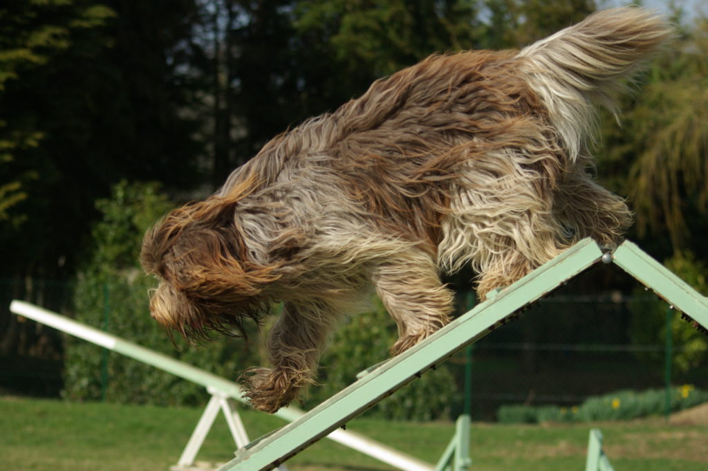 lors d'une animation en agility dog, un chien schapendoes descend la palissade 