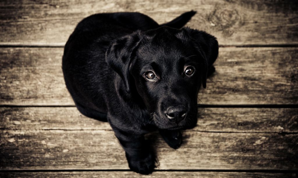 élevage de chiens, un jeune chien de race labrador assis, nous regarde d'en bas avec des yeux charmeurs