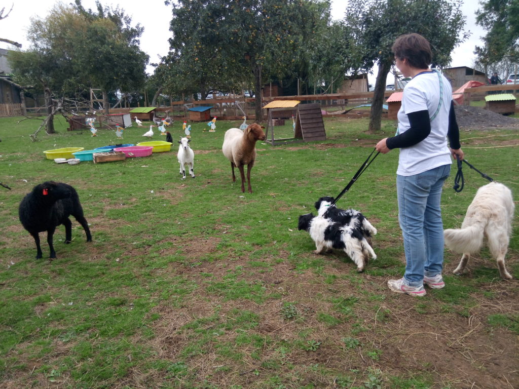 socialisation de  deux chiots tenus en laisse au milieu d'un parc avec différents animaux, moutons , chèvres, volailles