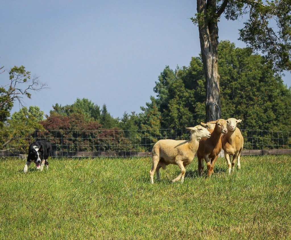 travail de dressage d'un chien de troupeau de race border collie qui guide quelques moutons