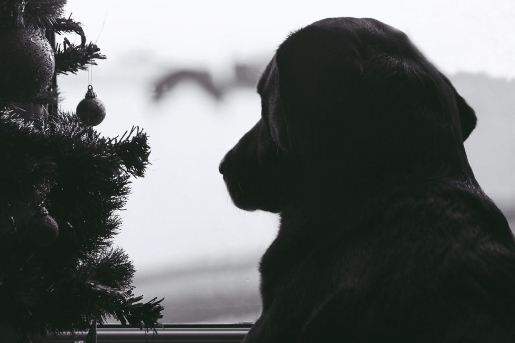 Un chien regarde par la fenêtre à coté d'un sapin de noêl