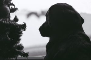 Lire la suite à propos de l’article Noël avec un chien, quelques précautions