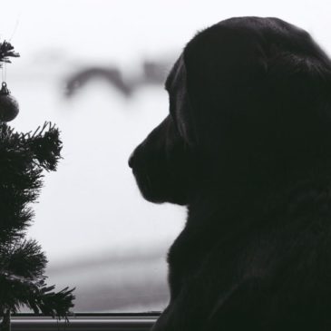 Noël avec un chien, quelques précautions