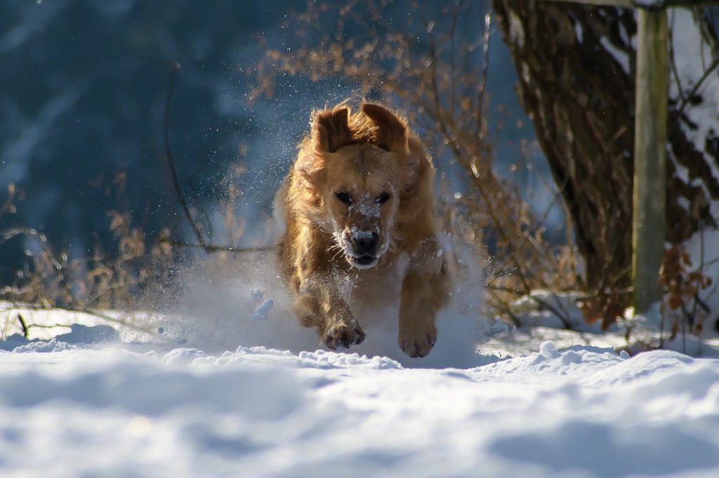 chien golden retriever courant dans la neige