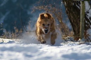 Lire la suite à propos de l’article La neige, un plaisir pour les chiens