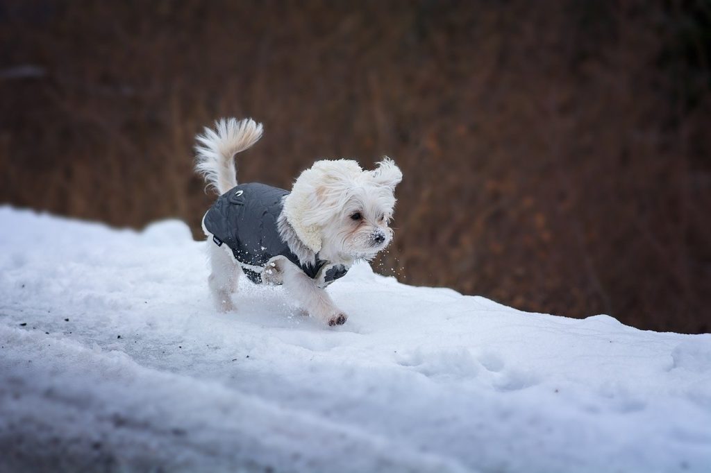 un petit chien blanc portant un manteau se promène dans la neige