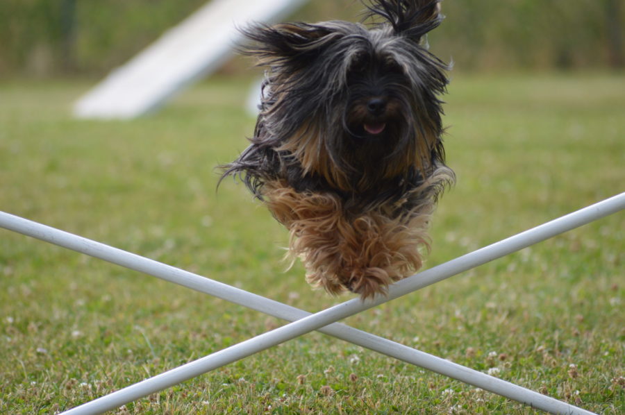 Lire la suite à propos de l’article Cours d’agility dog, un loisir avec son chien