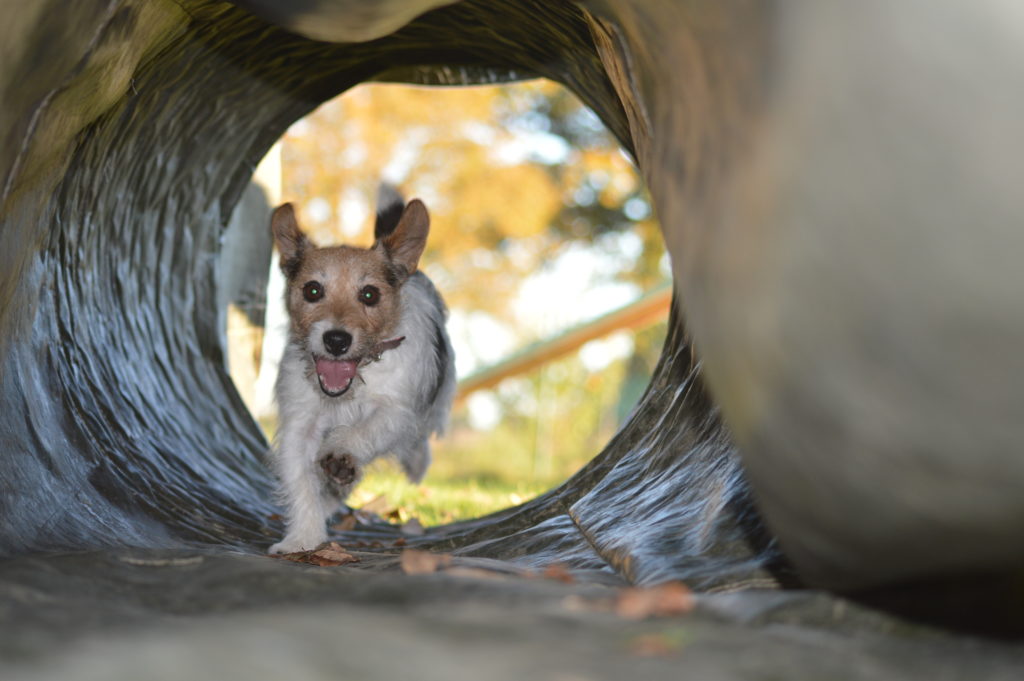 tunnel agility dog
