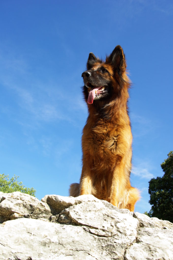 photo prise en contre-bas d'un chien berger allemeand assis sur un rocher et regardant droit devant lui