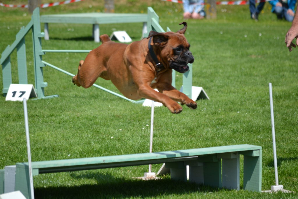 Franchissement du saut en longueur par un chien de race boxer