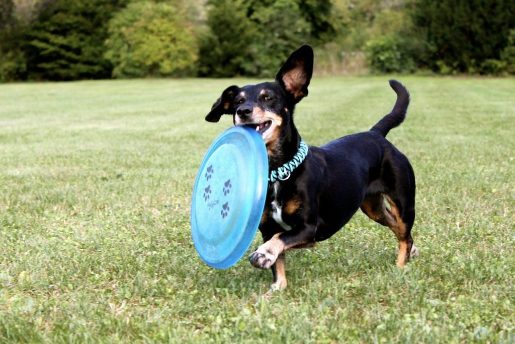 Un chien de race  teckel joue avec un frisbee