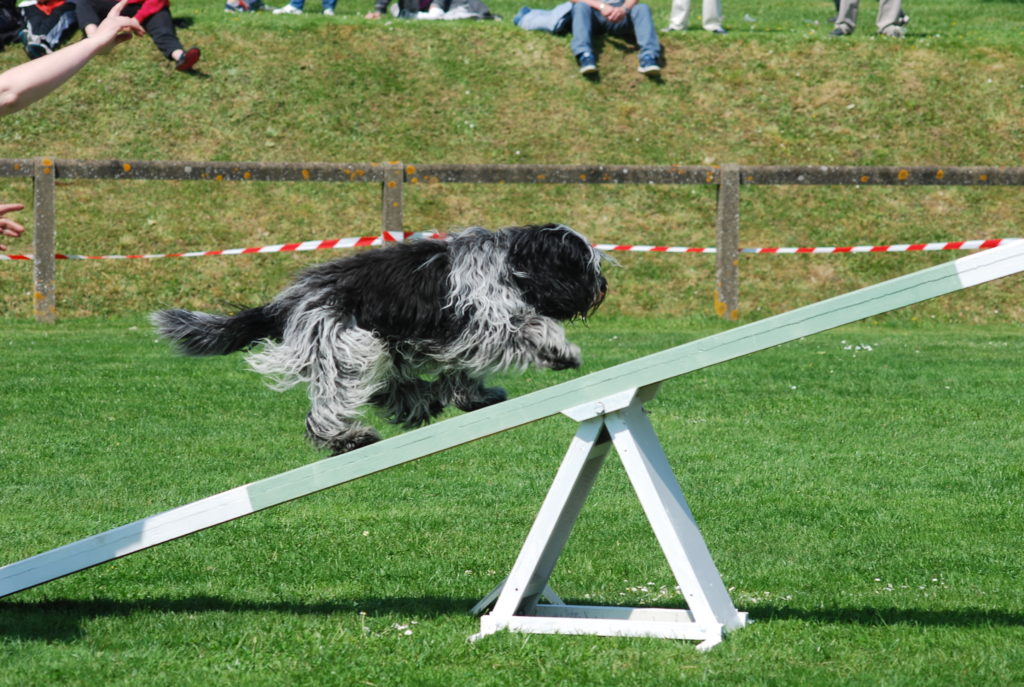 un chien de race schapendoes passe la balançoire en agility dog