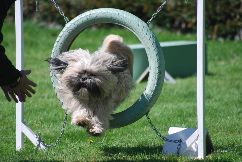 un petit chien de race shih-tzu saute à travers un pneu sur un parcours d'agility dog