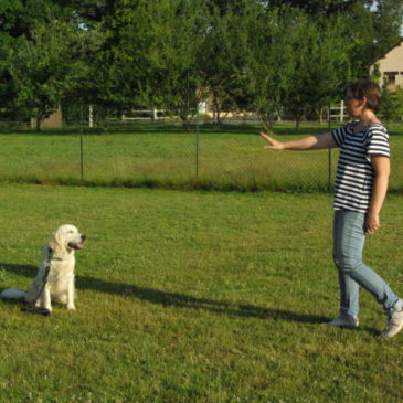 Exercices d’éducation canine, quand et comment les pratiquer?
