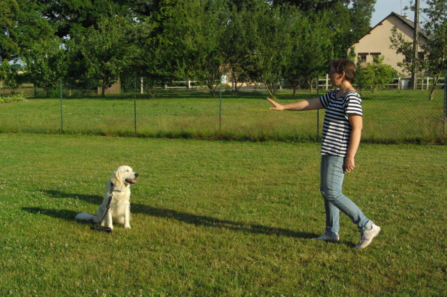 Lire la suite à propos de l’article Exercices d’éducation canine, quand et comment les pratiquer?