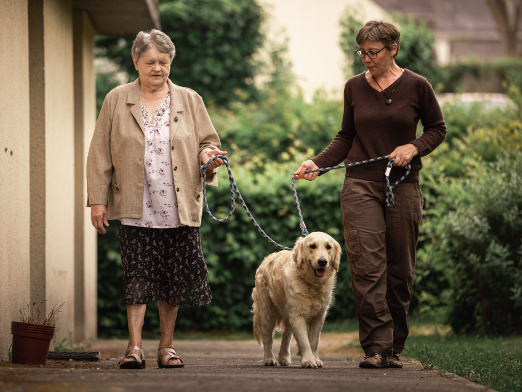 médiation animale, un chien golden retriever avance et est tenu en laisse par deux personnes, une dame âgée et la maîtresse du chien