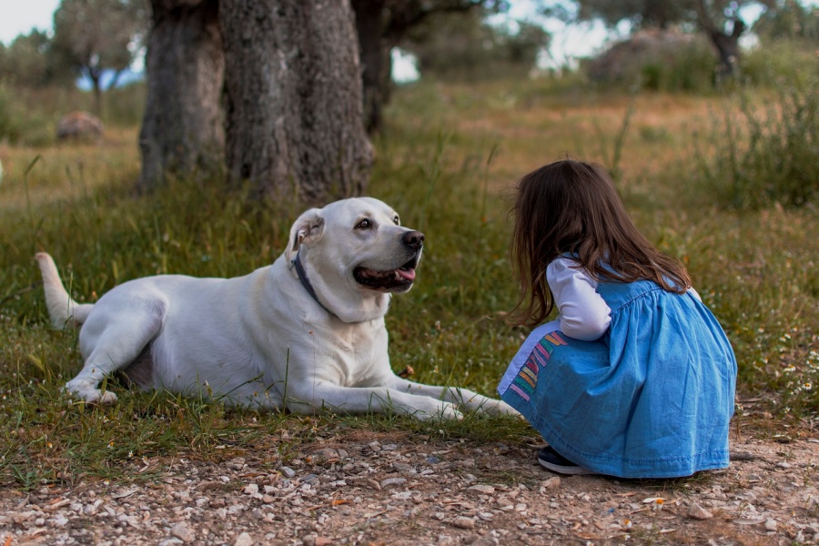 un chien couché dans l'herbe regarde une petite fille accroupie qui le regarde en retour