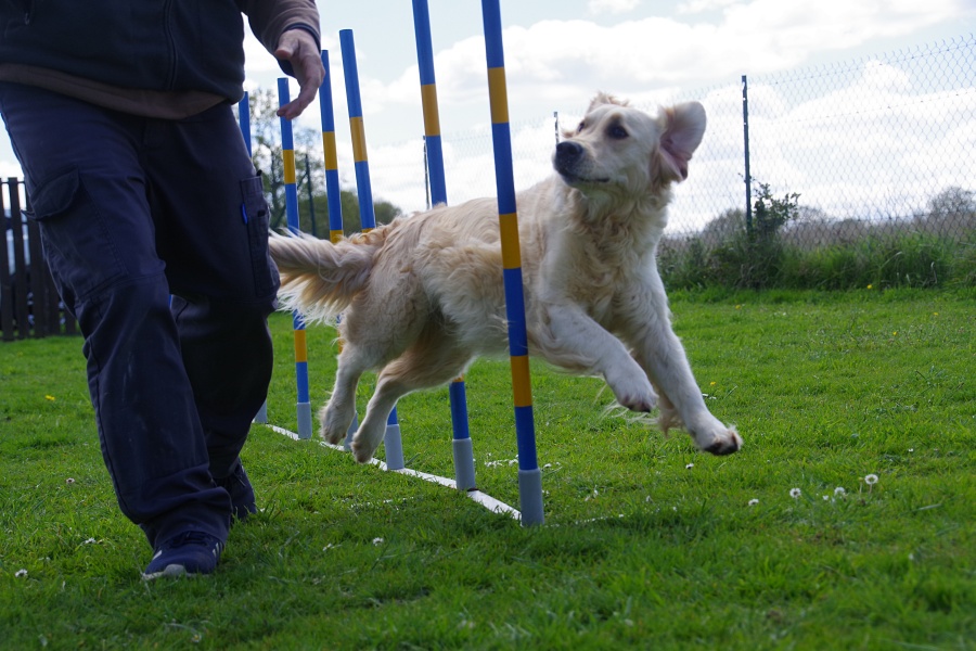 Un chien golden retriever, est en sortie de slalom et saute en regardant son maître lors d'un cours d'agility dog