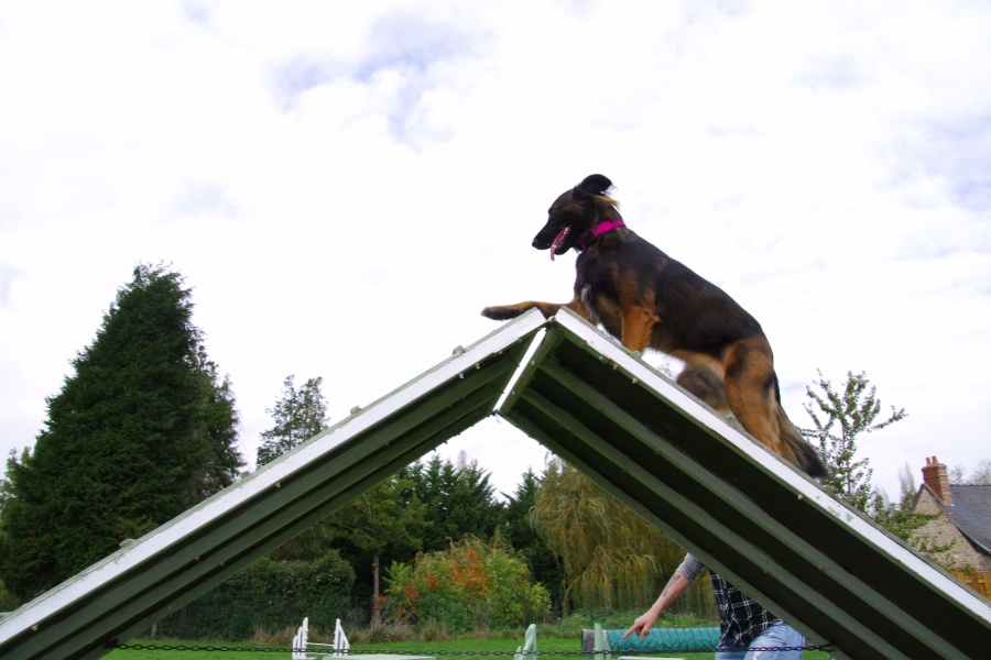 Franchissement de la palissade, un des obstacles d'agility dog, par un chien lors d'un cours