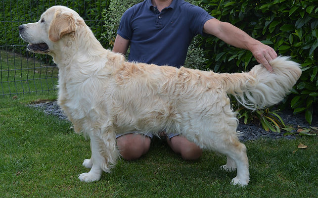 chien mâle de race golden retriever