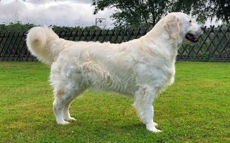 chienne de race golden retriever debout et de profil