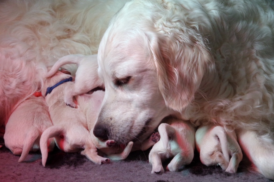 une chienne golden retriever est en train de lécher ses tout petits chiots en train de téter