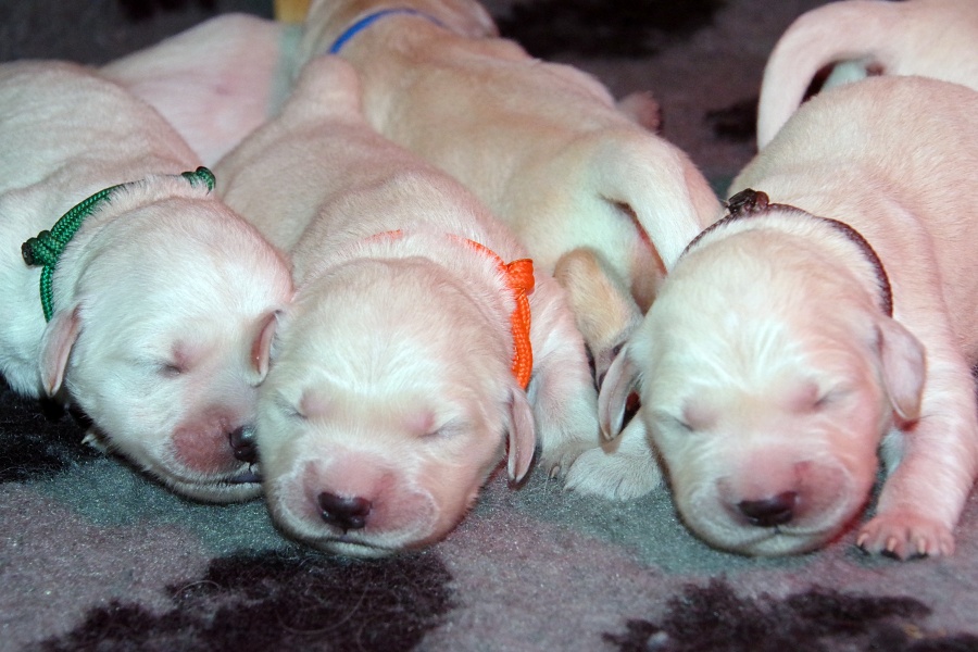 3 tout petits chiots nouveaux nés de race golden retriever sont allongés et dorment les uns contre les autres