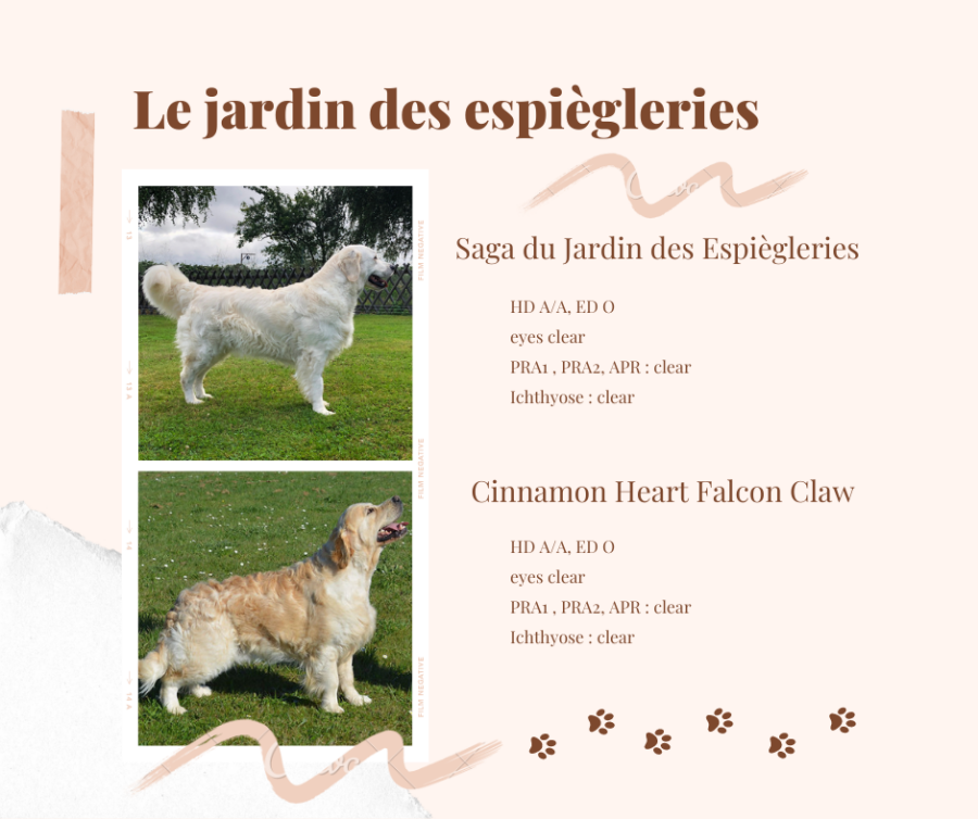 affiche présentant un mariage entre deux chiens golden retriever pour annoncer une portée à venir