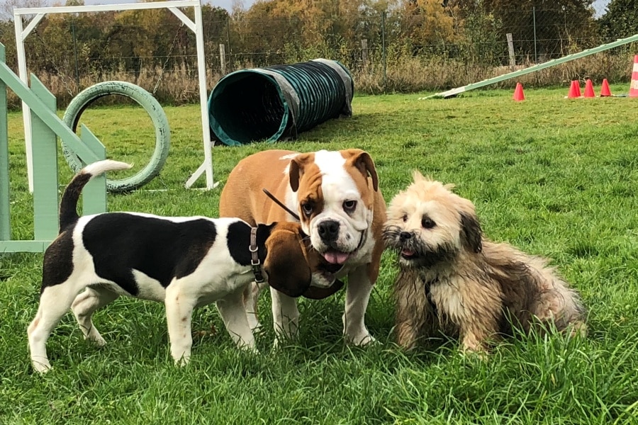 Trois chiots de races différentes sont en train de jouer ensemble, au milieu d'un terrain avec quelques obstacles comme un tunnel par exemple